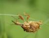 Curculio pellitus